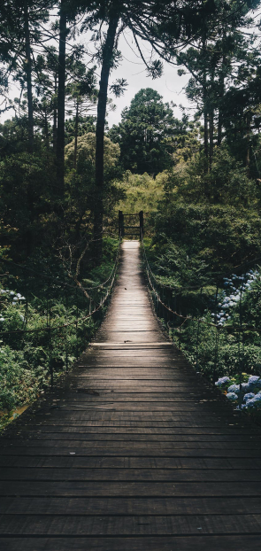 Hotels in Forests