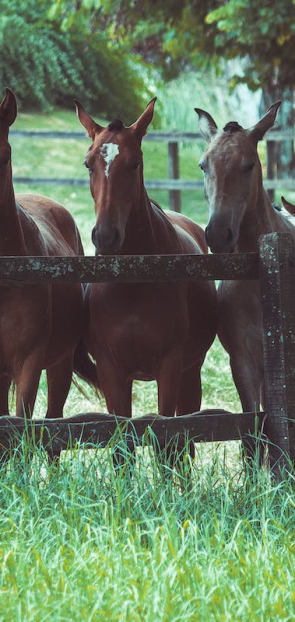 Hotels with horses