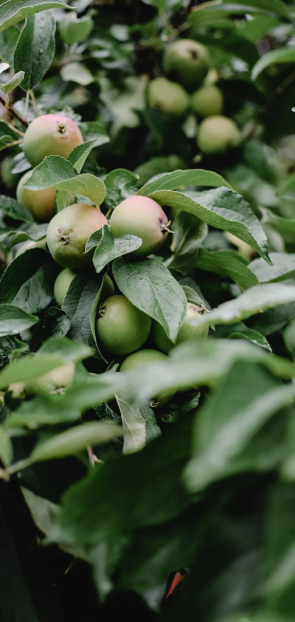 hotels with ecological orchards