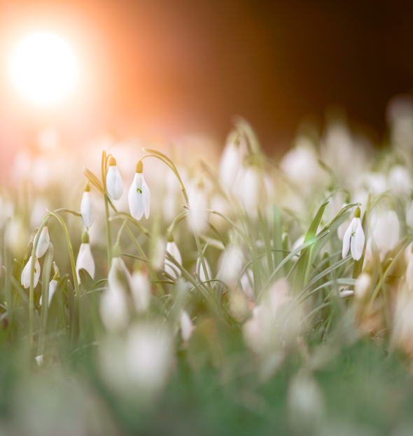 Unterkünfte für den Frühling