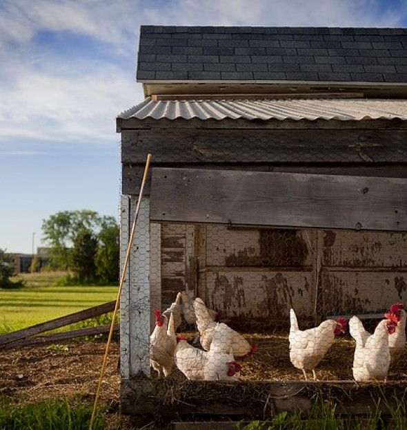 Hoteles con gallinero y huevos ecológicos