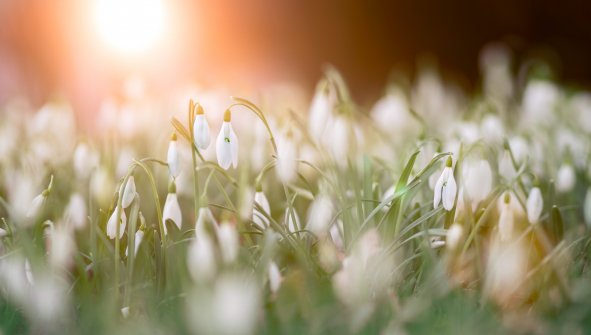 Unterkünfte für den Frühling