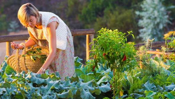 Hotels with ecological orchards