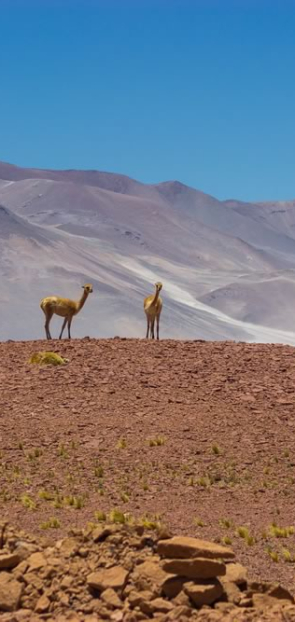 Hoteles en Chile con encanto romantico de lujo rural