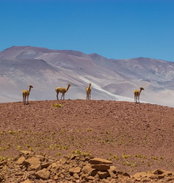 Hoteles en Chile con encanto romantico de lujo rural