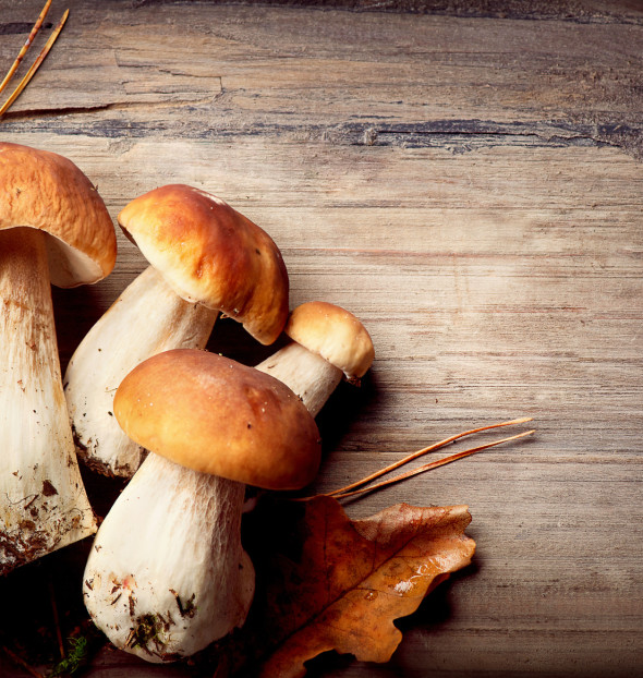 Hotels perfect for the mushroom season , micological