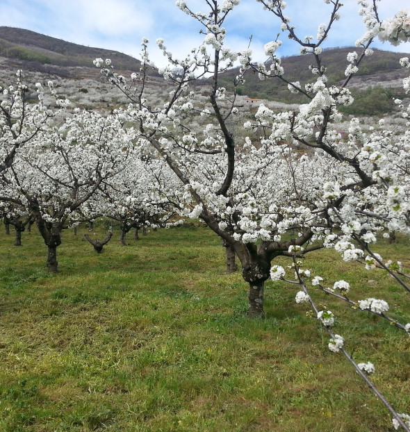 Rural Homes in Jerte Valley & Boutique Hotels in Jerte