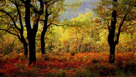 Tiempo de Otoño