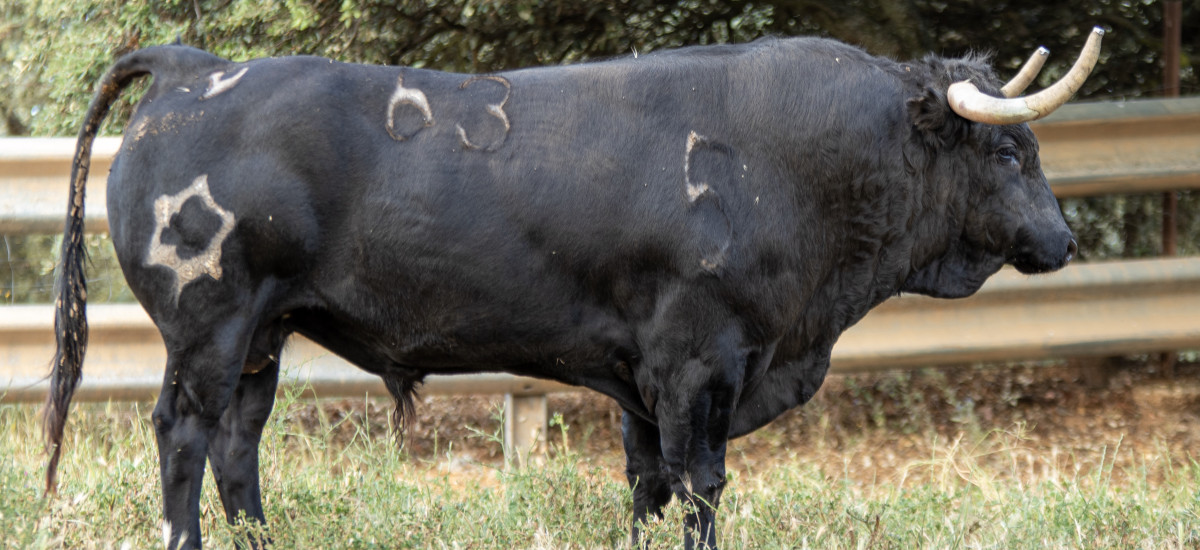 Discover the secret life of the Jandilla Bulls