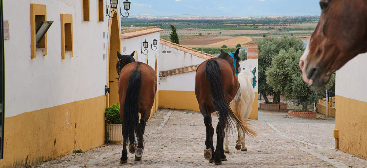 Erlebnis Reiten in der Villa Nazules