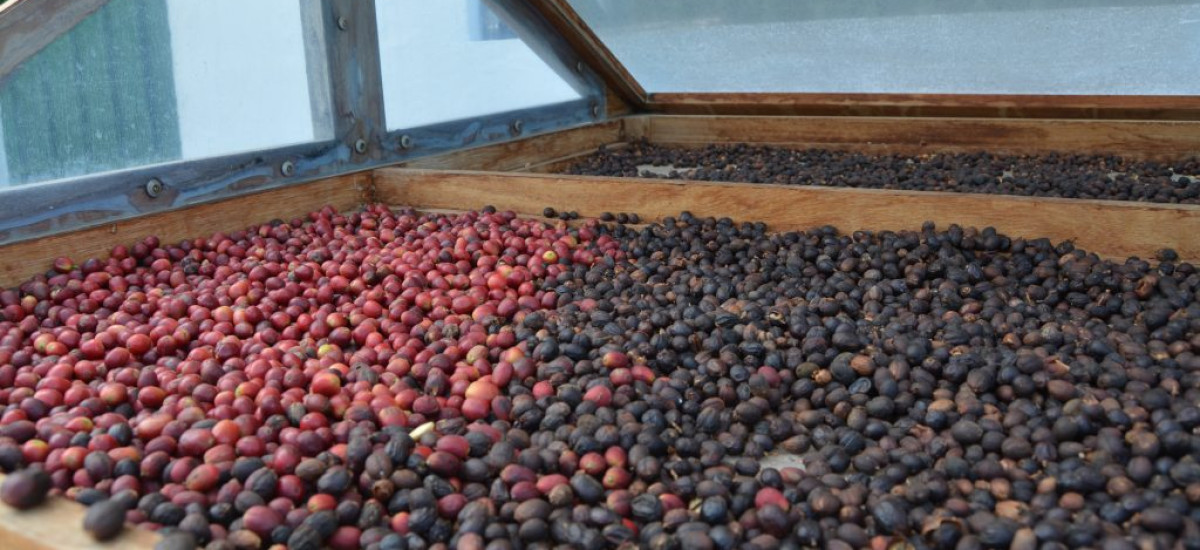 Natureza e Sabores da Gran Canaria: estadia e visita guiada com prova de vinhos
