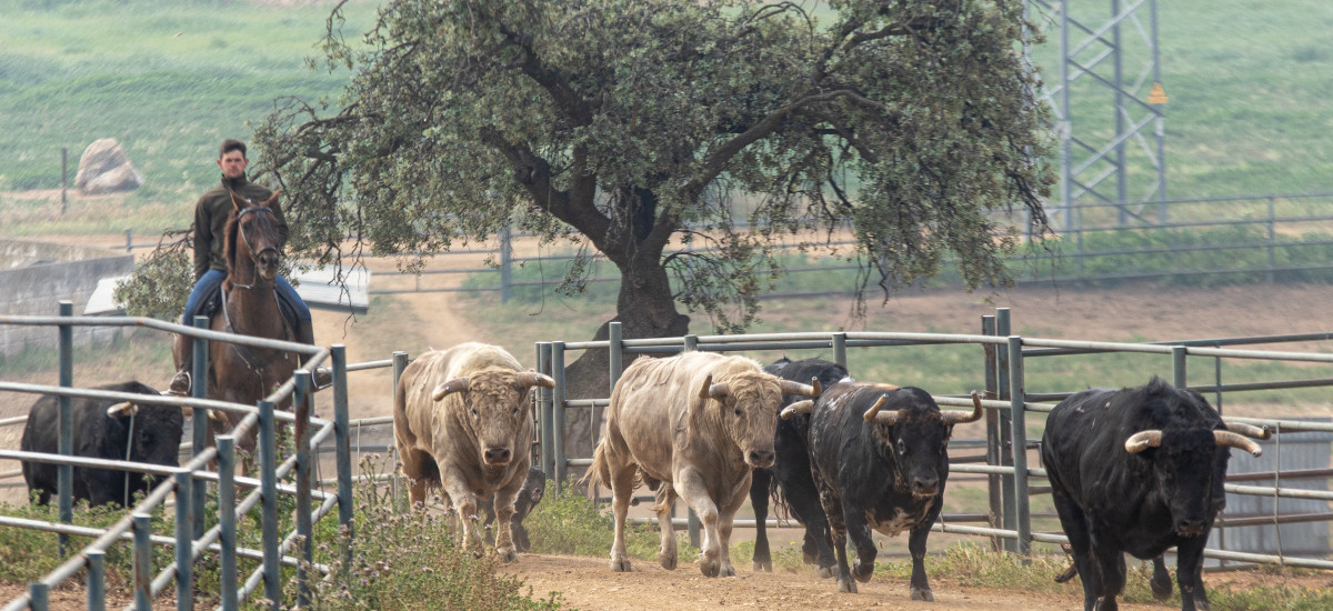 Discover the secret life of the Jandilla Bulls