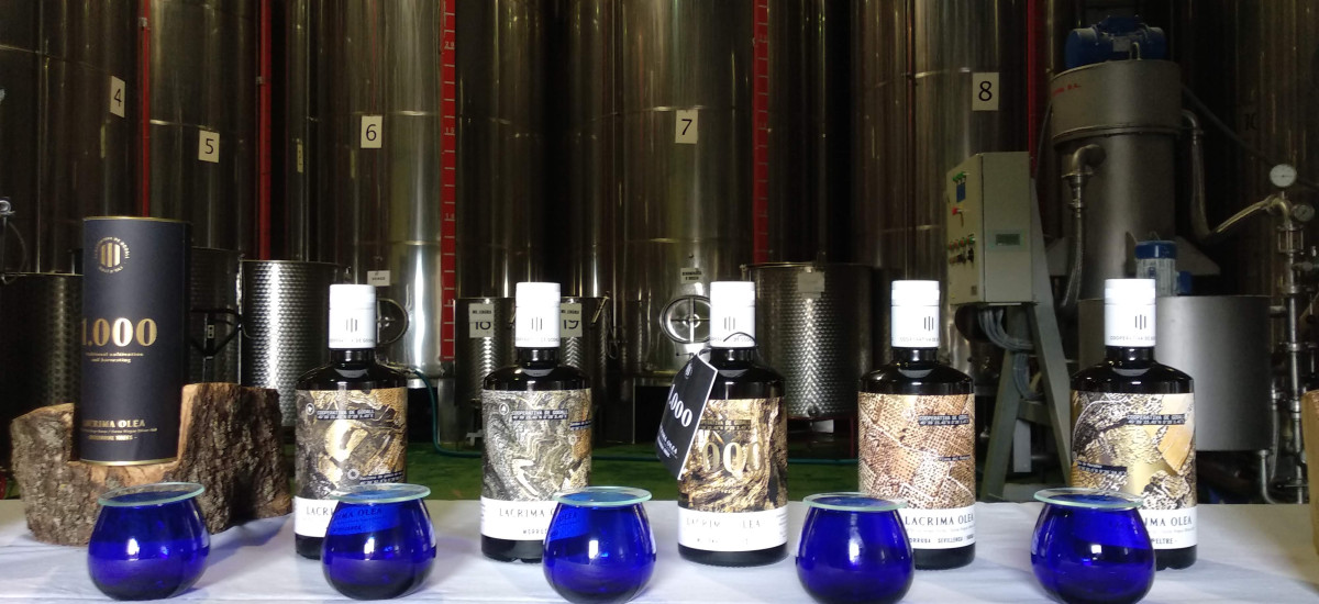 Oleoturismo, descobrir as raízes do EVOO