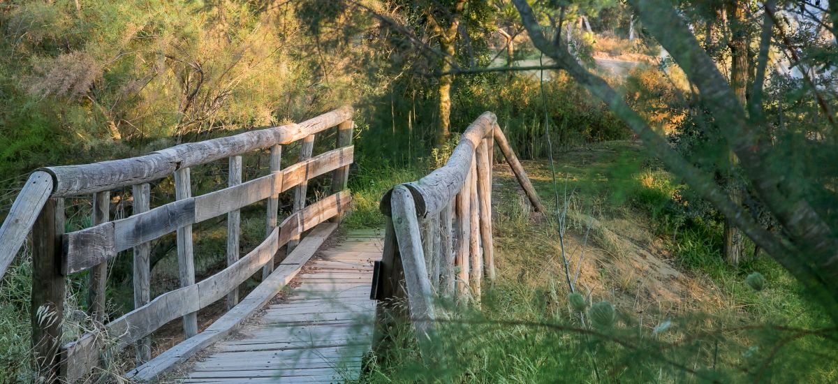 Experience " Doñana on Horseback "