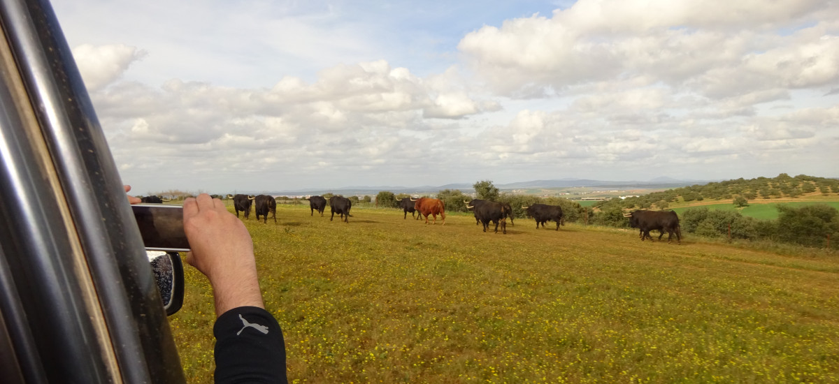Discover the secret life of the Jandilla Bulls