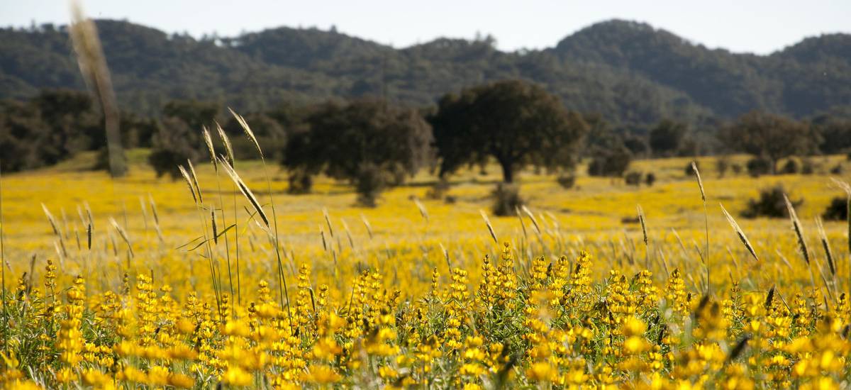 "Alentejo by electric bike" Experience