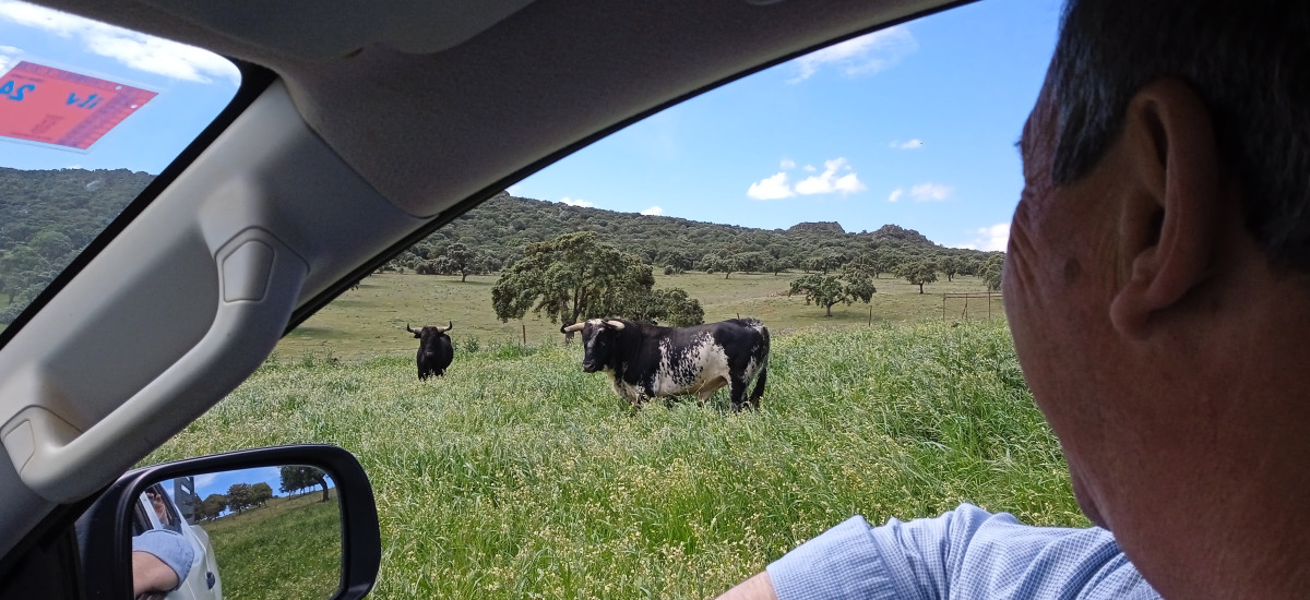 Discover the secret life of the Jandilla Bulls