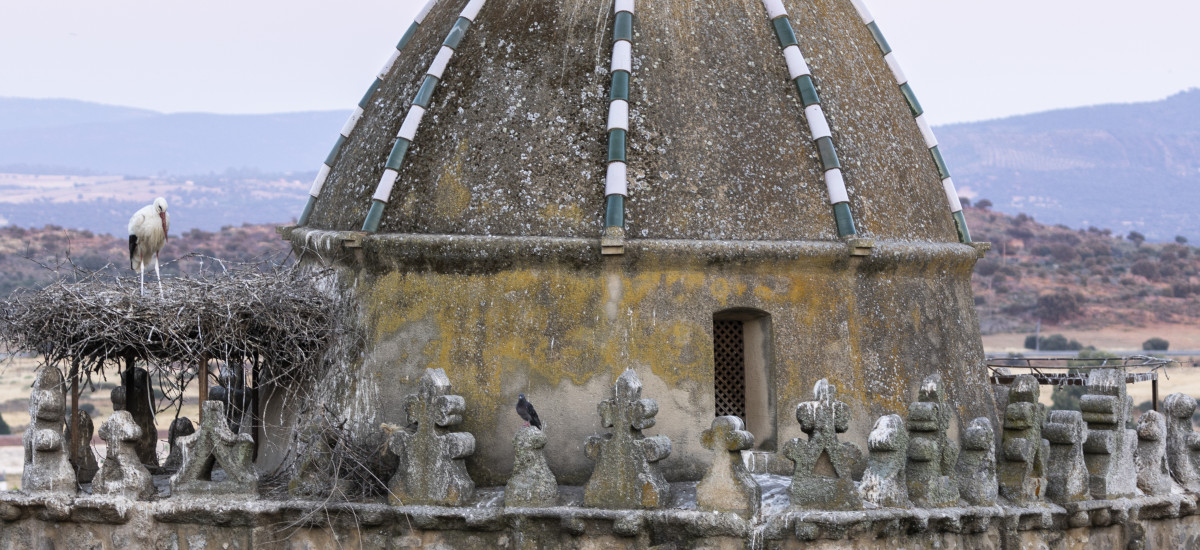Birdwatching in the Monfragüe National Park and Biosphere Reserve: half-day trip