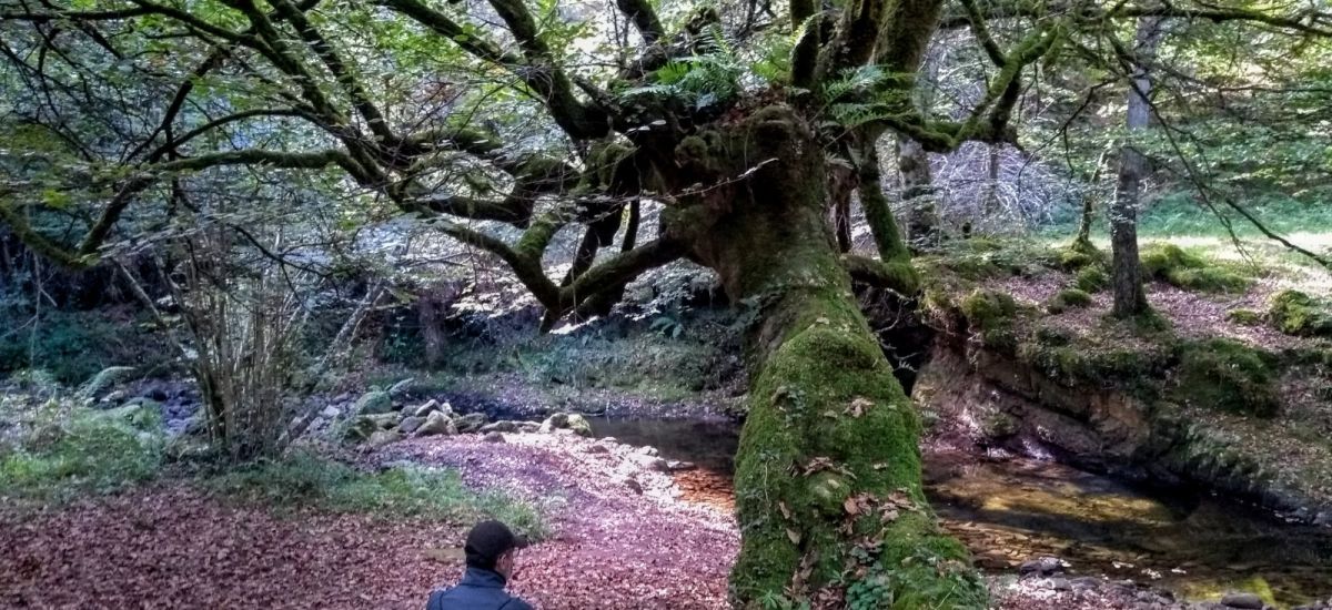 Desfrute de um banho de floresta único no Parque Natural de Saja-Besaya.