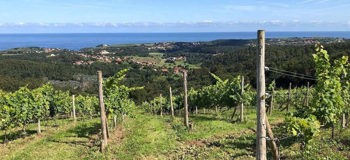 Entre vinhedos nas margens do Golfo da Biscaia