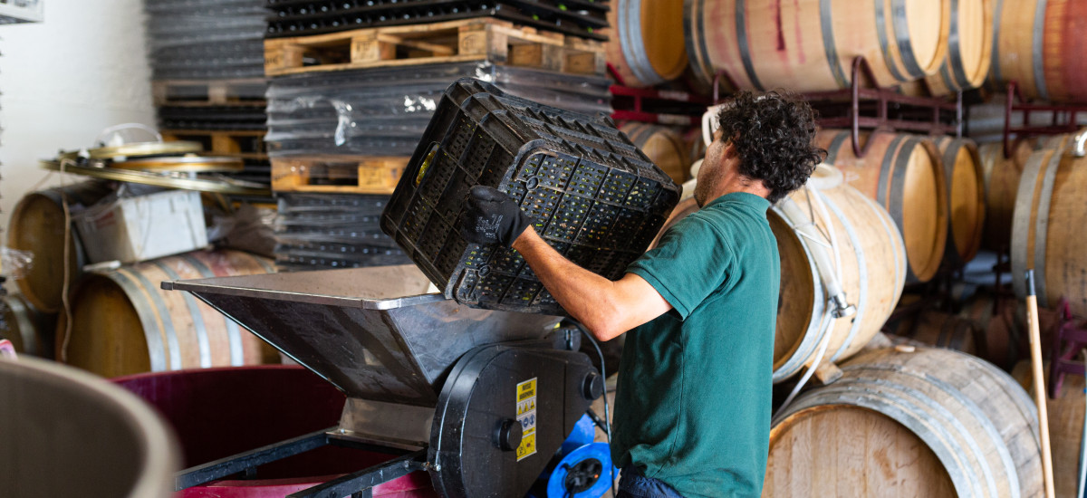 Experiência entre vinhos e vinhedos em Castilla Leon
