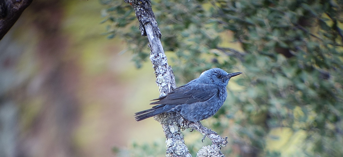 Birdwatching in the Monfragüe National Park and Biosphere Reserve: half-day trip