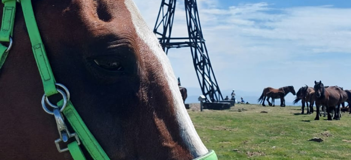 Passeios a cavalo no Parque Natural de Gorbea 