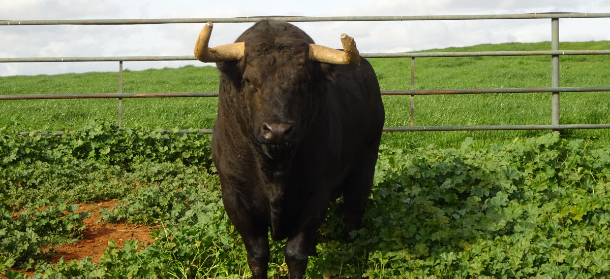 Discover the secret life of the Jandilla Bulls
