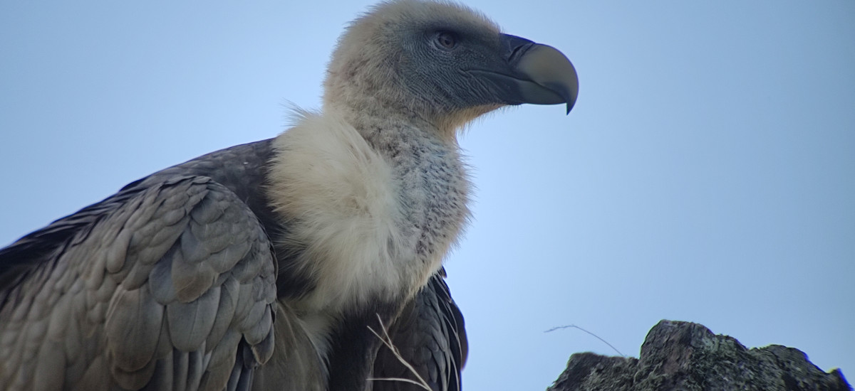 Birdwatching in the Monfragüe National Park and Biosphere Reserve: half-day trip