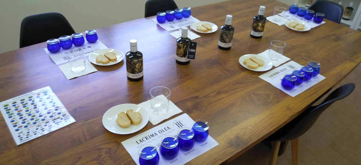 Oleoturismo, descobrir as raízes do EVOO
