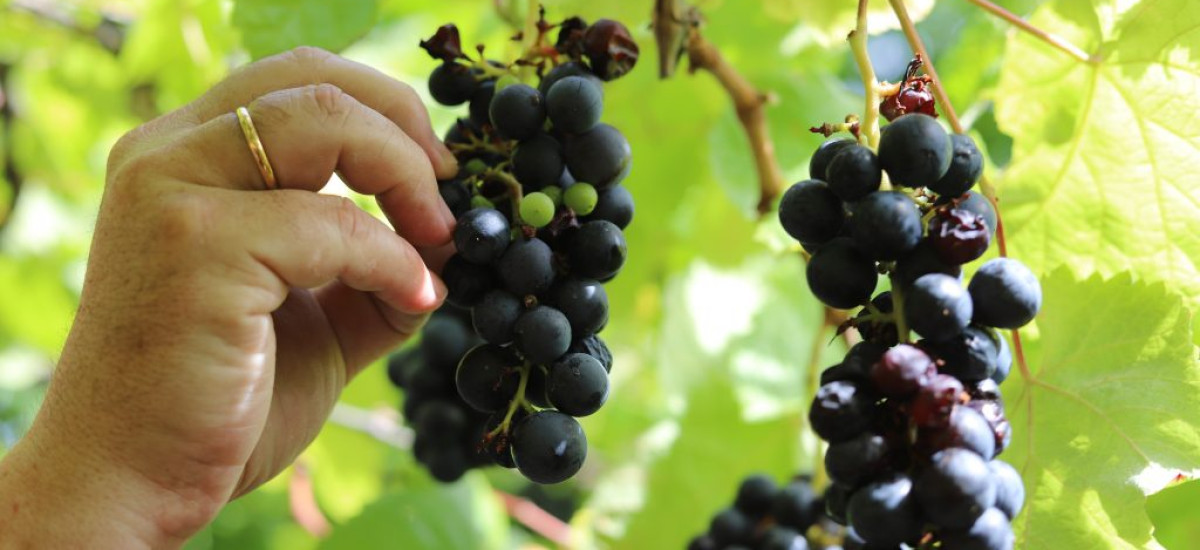 Natureza e Sabores da Gran Canaria: estadia e visita guiada com prova de vinhos