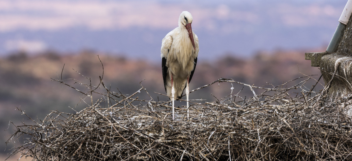 Birdwatching in the Monfragüe National Park and Biosphere Reserve: half-day trip