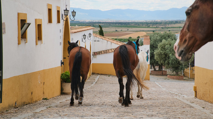 Experiencia Hípica en Villa Nazules
