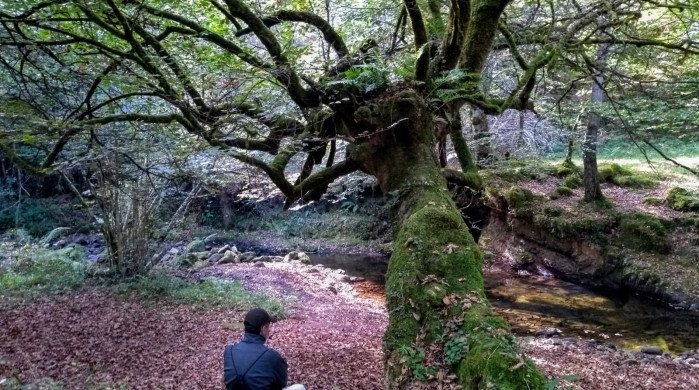Disfruta de un baño de bosque único en el Parque Natural Saja-Besaya