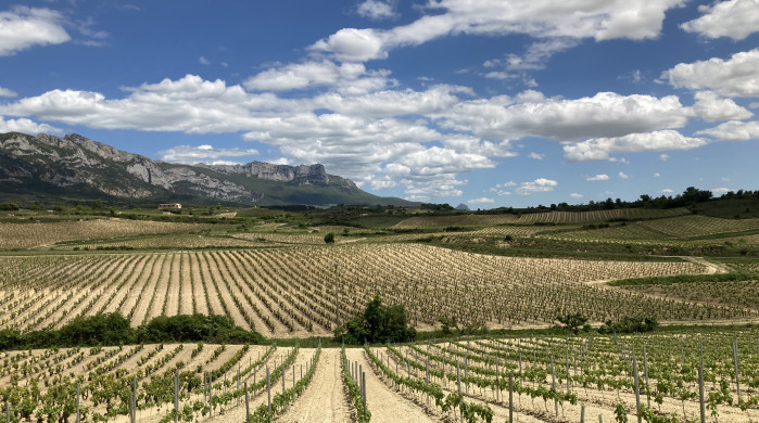 Experiencia en la Rioja VIñedos Paisaje Hoteles Rioja Rusticae