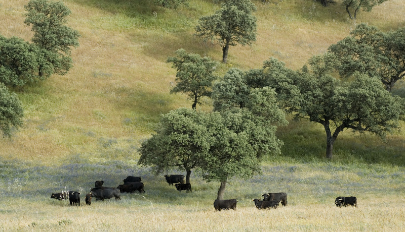 Experiencia Dehesa, Una Experiencia Rural única