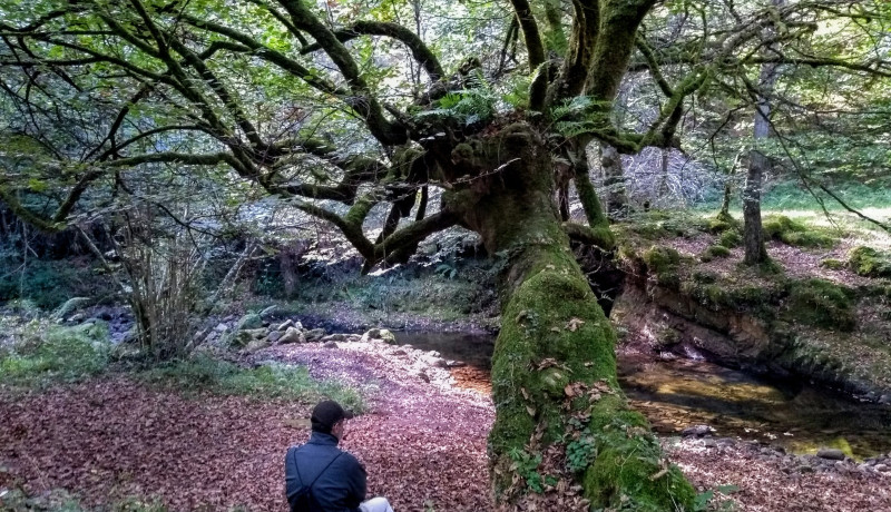 Enjoy a unique forest bath in the Saja-Besaya Natural Park.