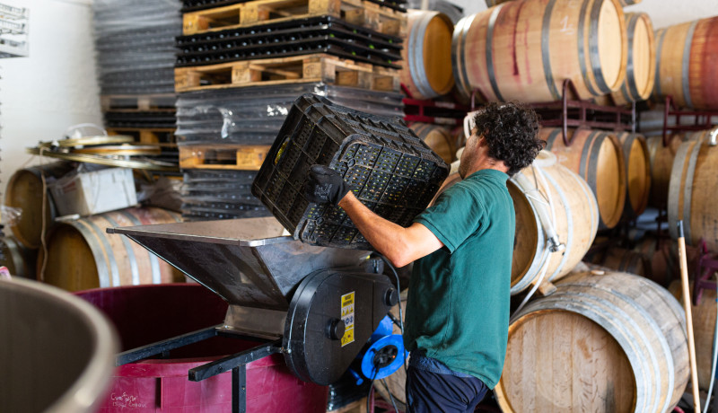Experiência entre vinhos e vinhedos em Castilla Leon