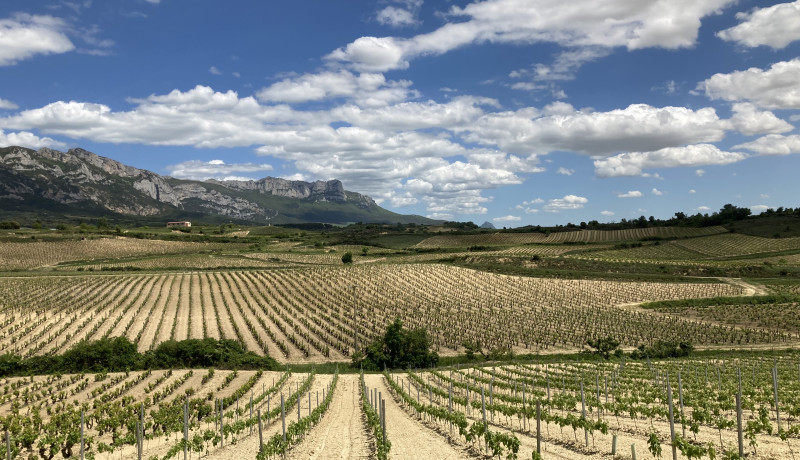 Experiencia en la Rioja VIñedos Paisaje Hoteles Rioja Rusticae