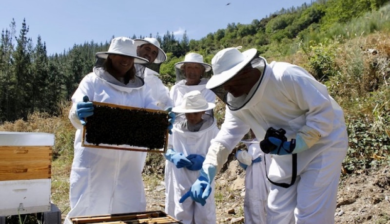DISCOVER THE MAGIC OF BEES IN GALICIA