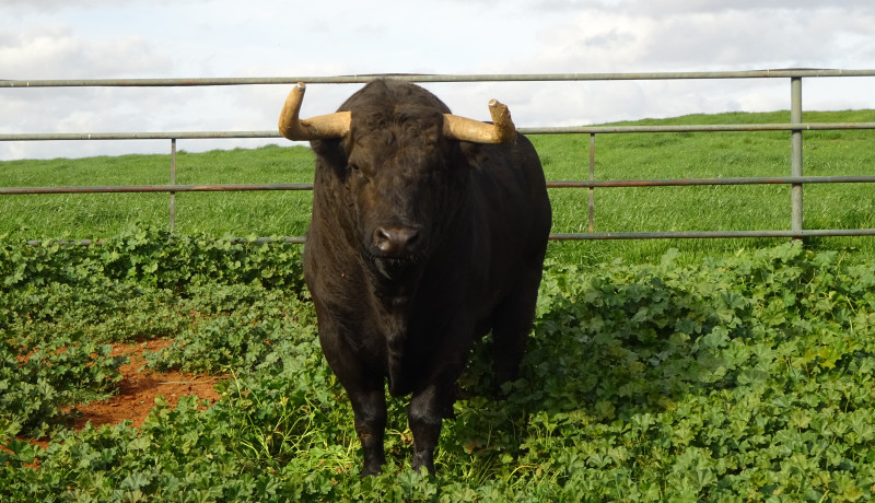 Découvrez la vie secrète des taureaux de Jandilla