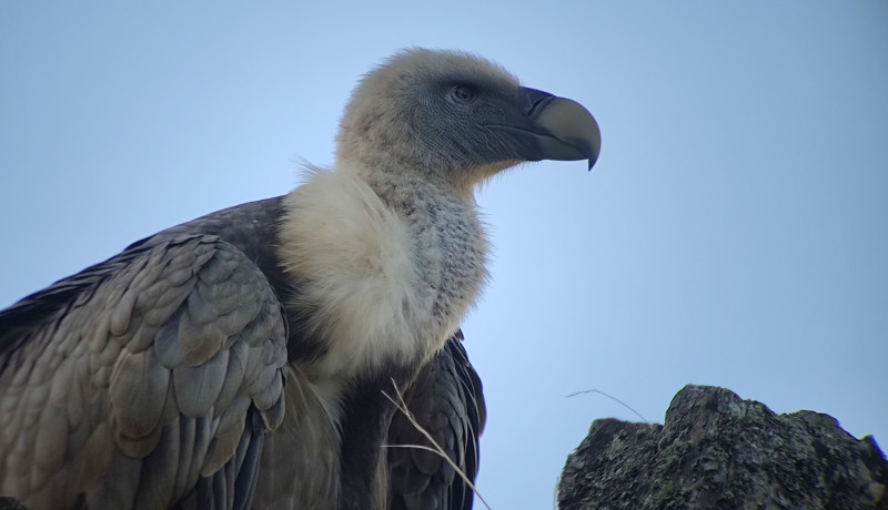 Observação de aves no Parque Nacional e Reserva da Biosfera de Monfragüe: excursão de meio dia