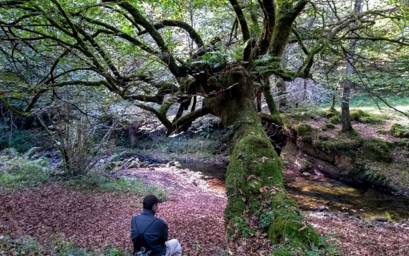 Experiencia "Baño de bosque único en el Parque Natural Saja-Besaya"
