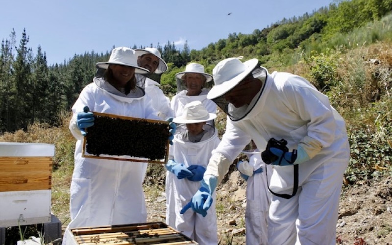DESCUBRE LA MAGIA DE LAS ABEJAS EN GALICIA