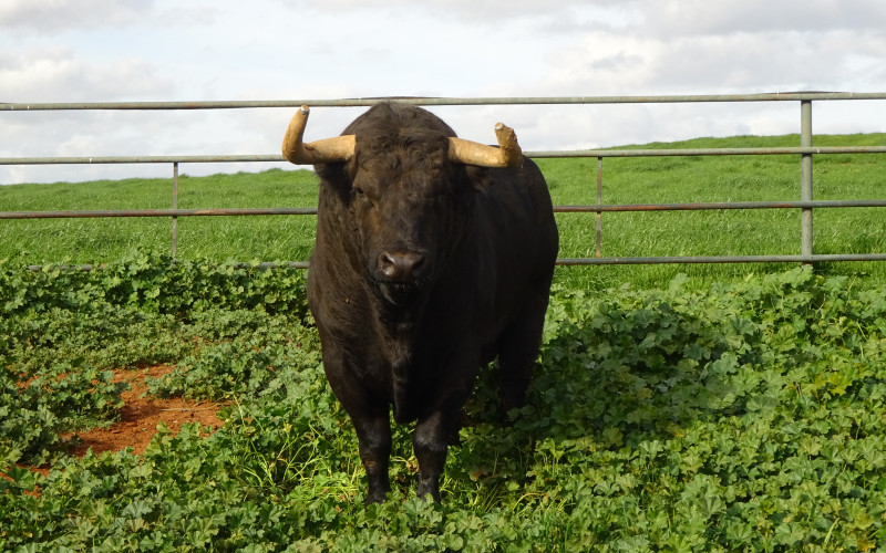 Descubre la vida secreta de los Toros de Jandilla
