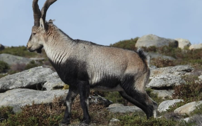 Experiencia Naturaleza viva en Galicia