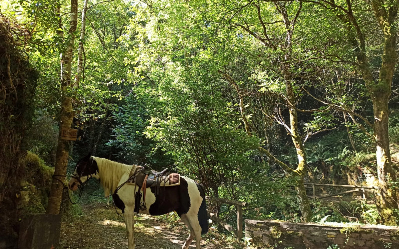 PASEO A CABALLO POR EL BOSQUE ENCANTADO