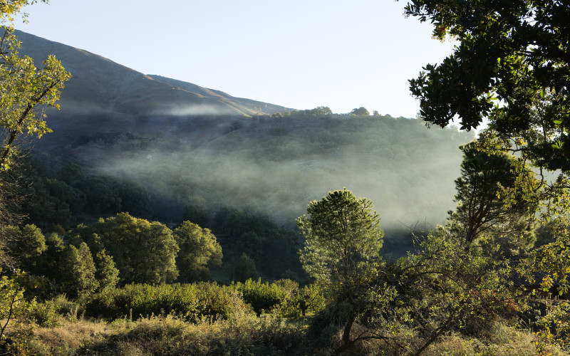 El Vergel de Chilla - Libélula