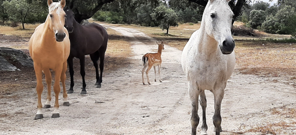 Finca el Chaparral