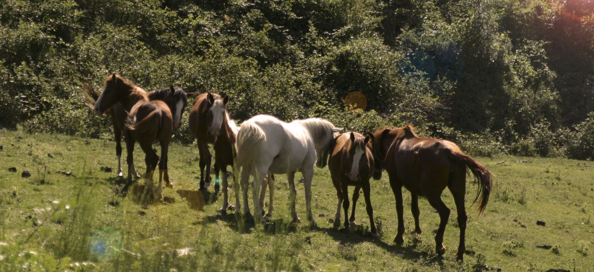 Finca El Ventós